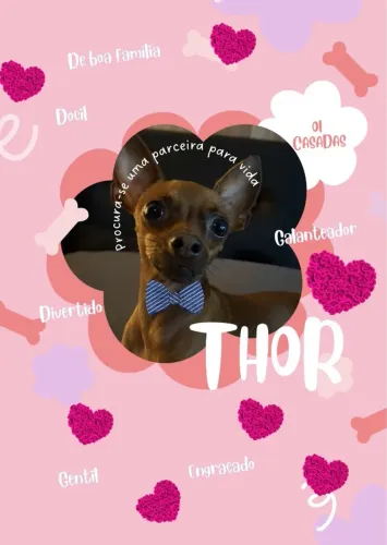 Pinscher Para Cruzar