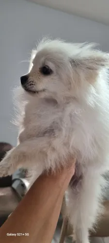 Spitz femea
