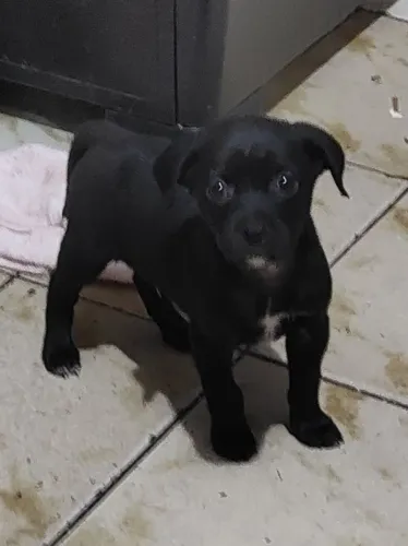 Cachorro para Adoção 