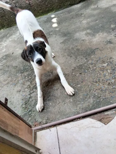 Cachorro pra doação 4 mês vacinado qualquer interesse só fala comigo no ZAP *
