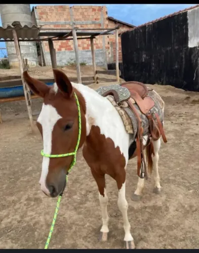 Potra mangalarga marchador