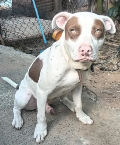 Filhote de Pitbull