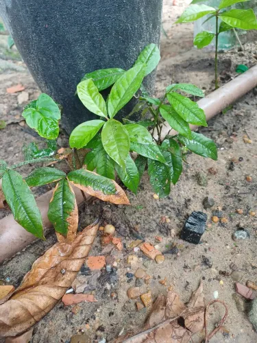 Planta frutíferas mudas de seringueira 