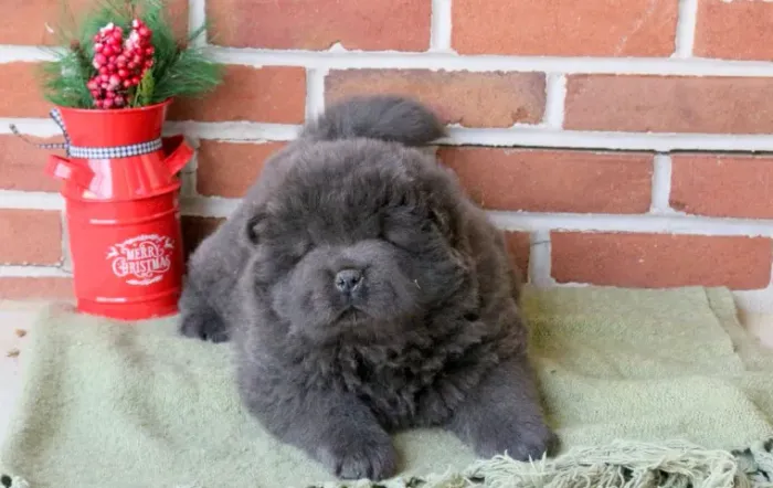 ? Chow Chow ? língua azul raridade