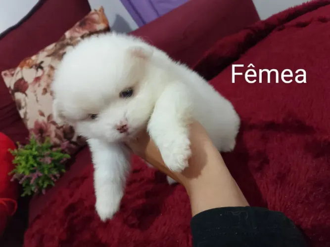 Spitz alemão Fêmea Branca