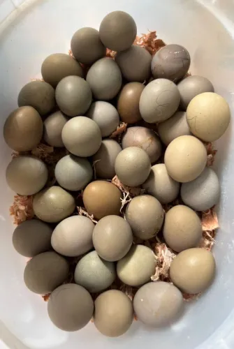 Codorna chinesa ovos férteis