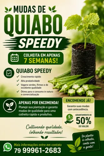 Mudas de quiabo speedy
