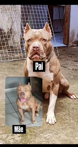 Vendo pitmonster ótima oportunidade 999
