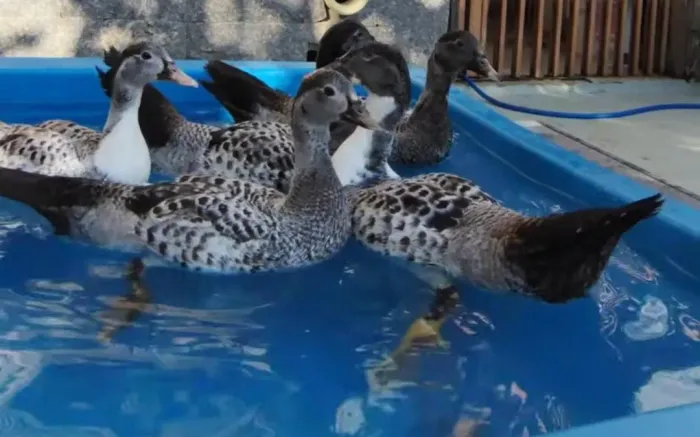 3 Patinhos machos troco ou vendo 