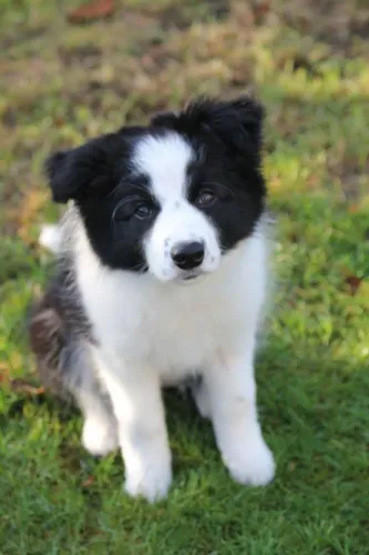 Border Collie Faz a vida mais bonita