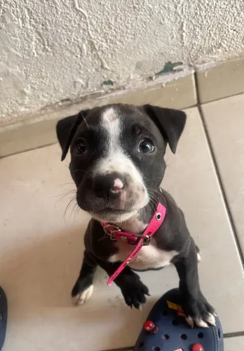 Filhote de pit Bull fêmea