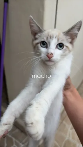 Gatos para adoção