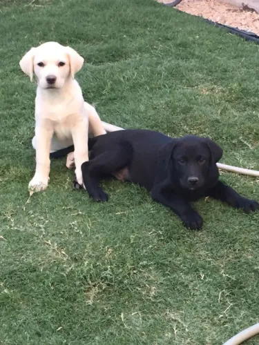 Labrador seu companheiro