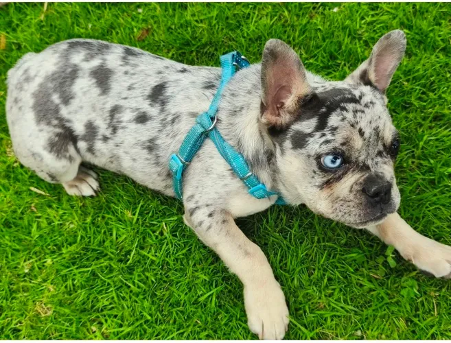 Lindo Filhote de Buldogue Francês Merle com Olhos Azuis - 5 Meses