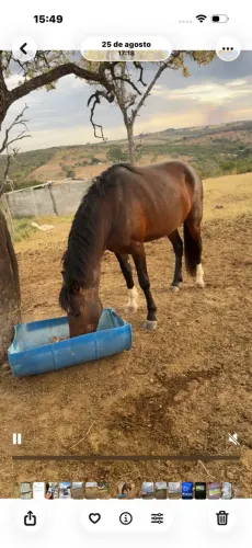Vendo cavalo