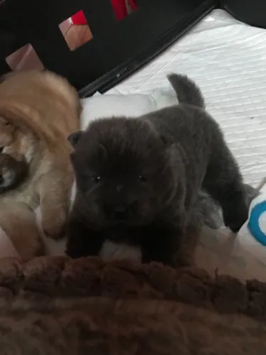 Chow Chow,Chow Chow Filhote Peludo e Pronto para um Novo Lar com Amor