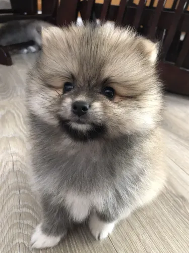 Encantadores filhotes de Lulu da Pomerania