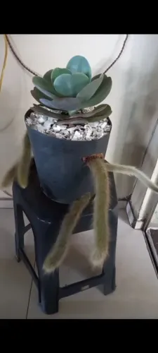 Cacto e suculenta