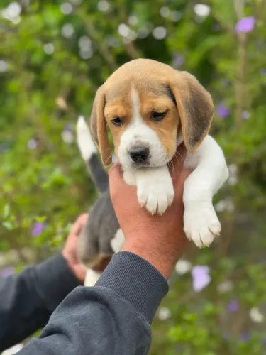 Beagle tricolor e bicolor