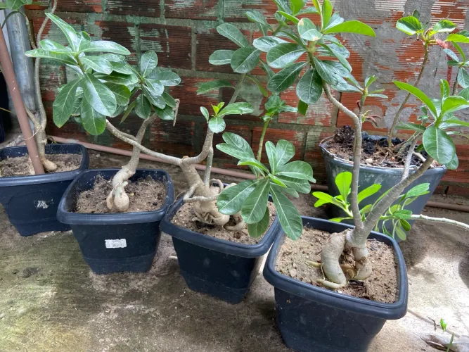 rosa do deserto na cor rosa