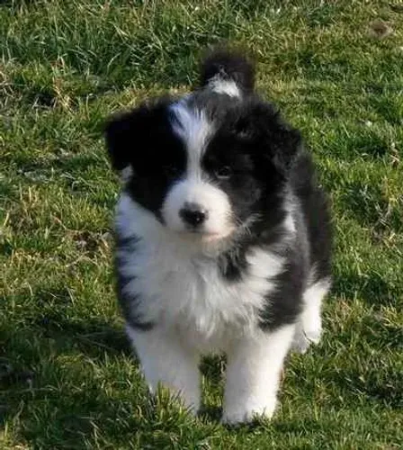 Filhote Border Collie, Quem resiste a esses olhinhos cheios de amor?