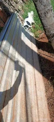 Telhas de zinco