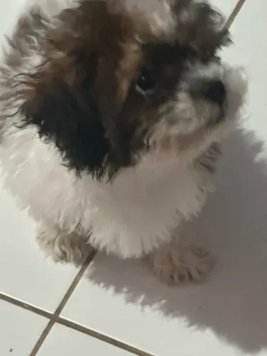 Shit zu fêmea 3 meses