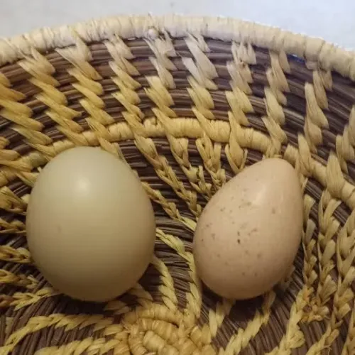 Ovos para incubação Galinha de angola 
