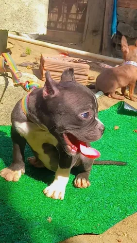 Filhote de American Bully fêmea para venda