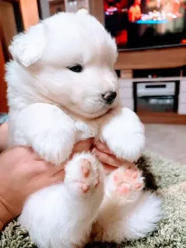 Husky