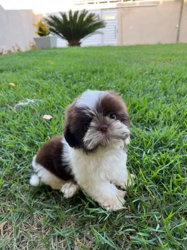 Shih tzu filhotes 