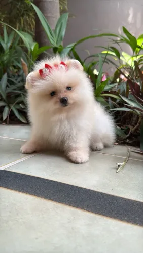 Lulu da Pomerania anão - urso PEDIGREE