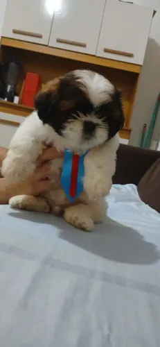 FILHOTE DE SHITZU MACHINHO.