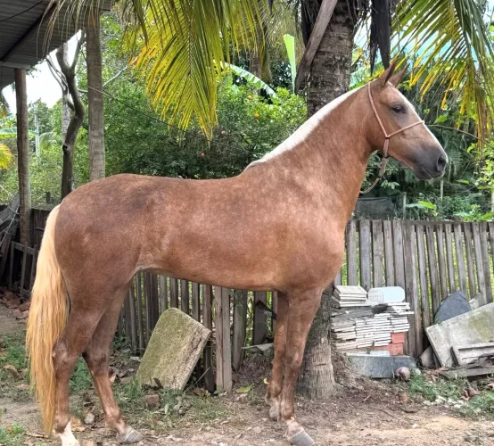 Égua Baia