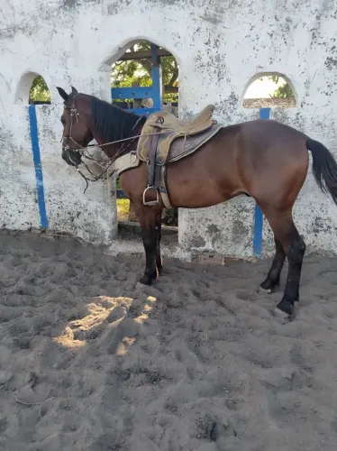 Cavalo de esteira