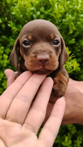 Dachshund machinho chocolate