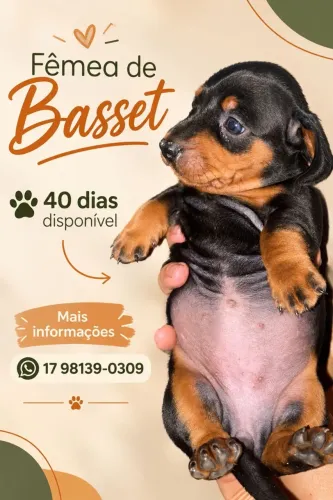 Dachshund Fêmea
