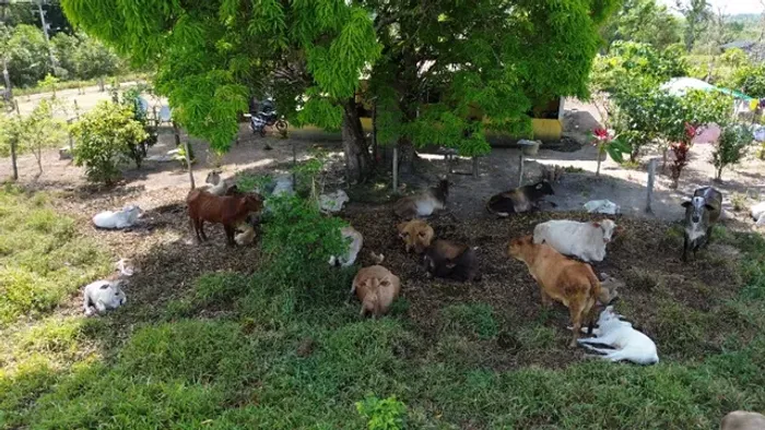 190 hectares fazenda pronta há 240 km de Belém por R$ 1.6 milhões