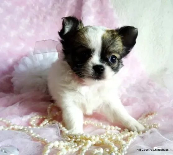 Chihuahua pelo longo e pelo curto a pronta entrega