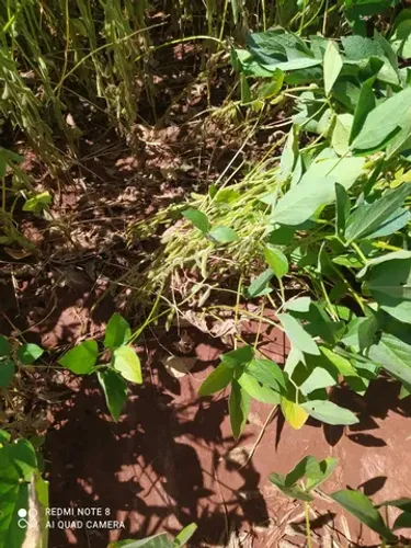Sitio 15 alqueiro planta 12 por 180 mil  o alqueiro 