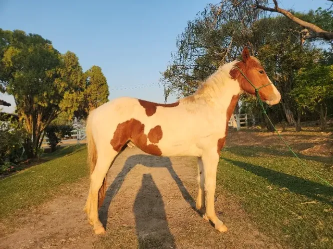 Potro Paint Horse