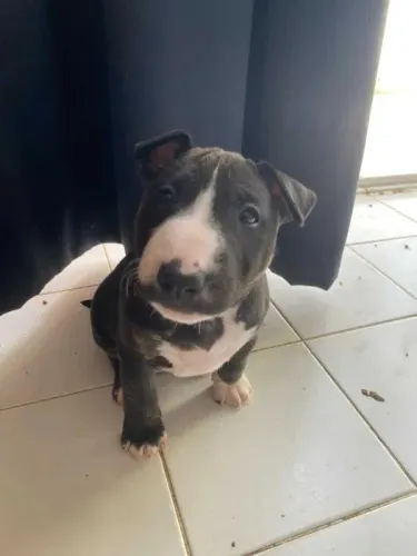 Bull Terrier Inglês: Adote um Amigo para Todas as Horas!