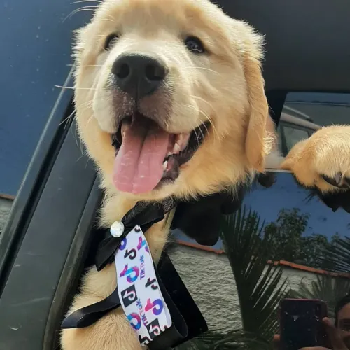 Golden Retriever macho e fêmea disponível 