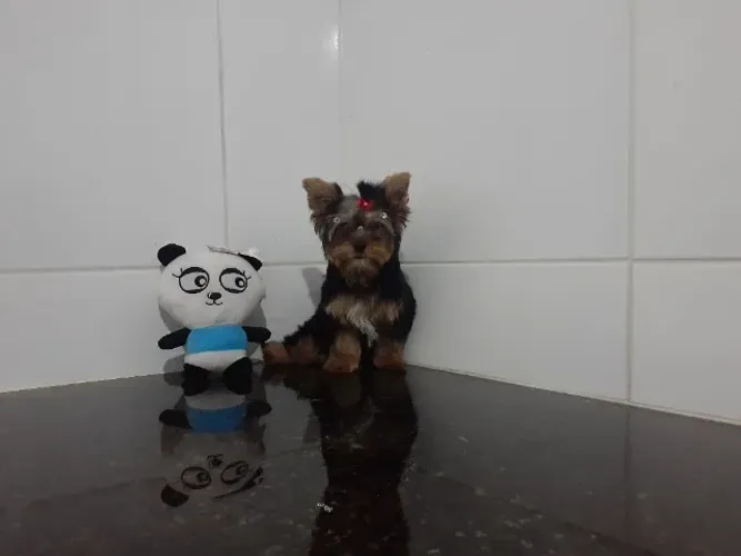 Yorkshire Mini =]