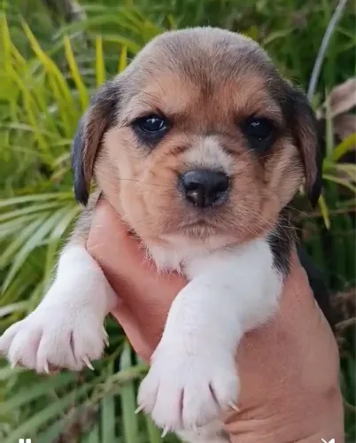 Beagle disponível
