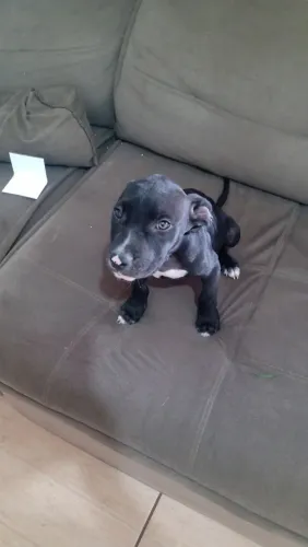 Vendo um filhote de Pitbull APDT