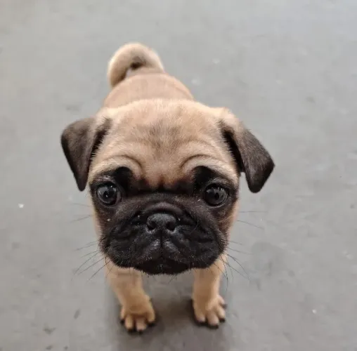 Pug ótimos filhotes