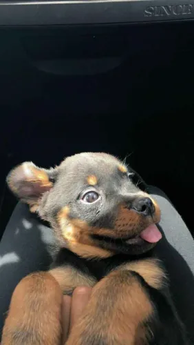 Filhote Rottweiler, Seus dias nunca mais serão os mesmos com esse peludinho ao lado!