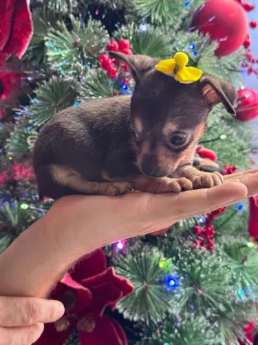 PINSCHER ZERO