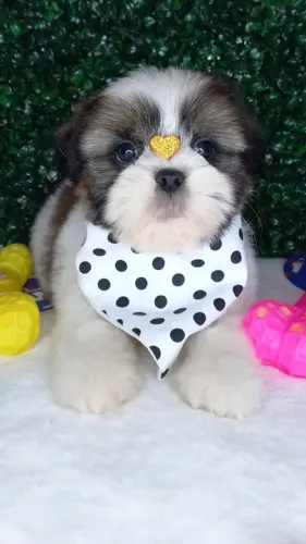 Shih-Tzu Macho Tricolor Miniatura Carinhoso e Brincalhão